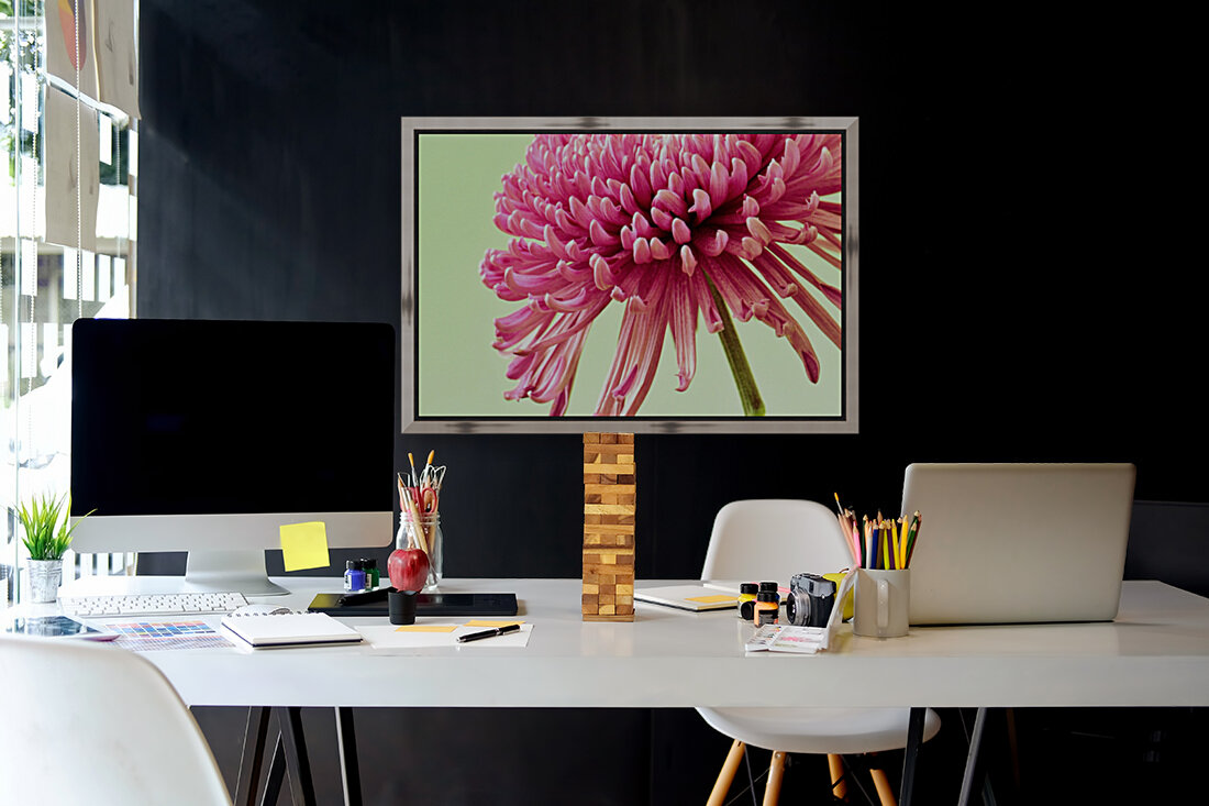 Blushing Chrysanthemum Reproduction