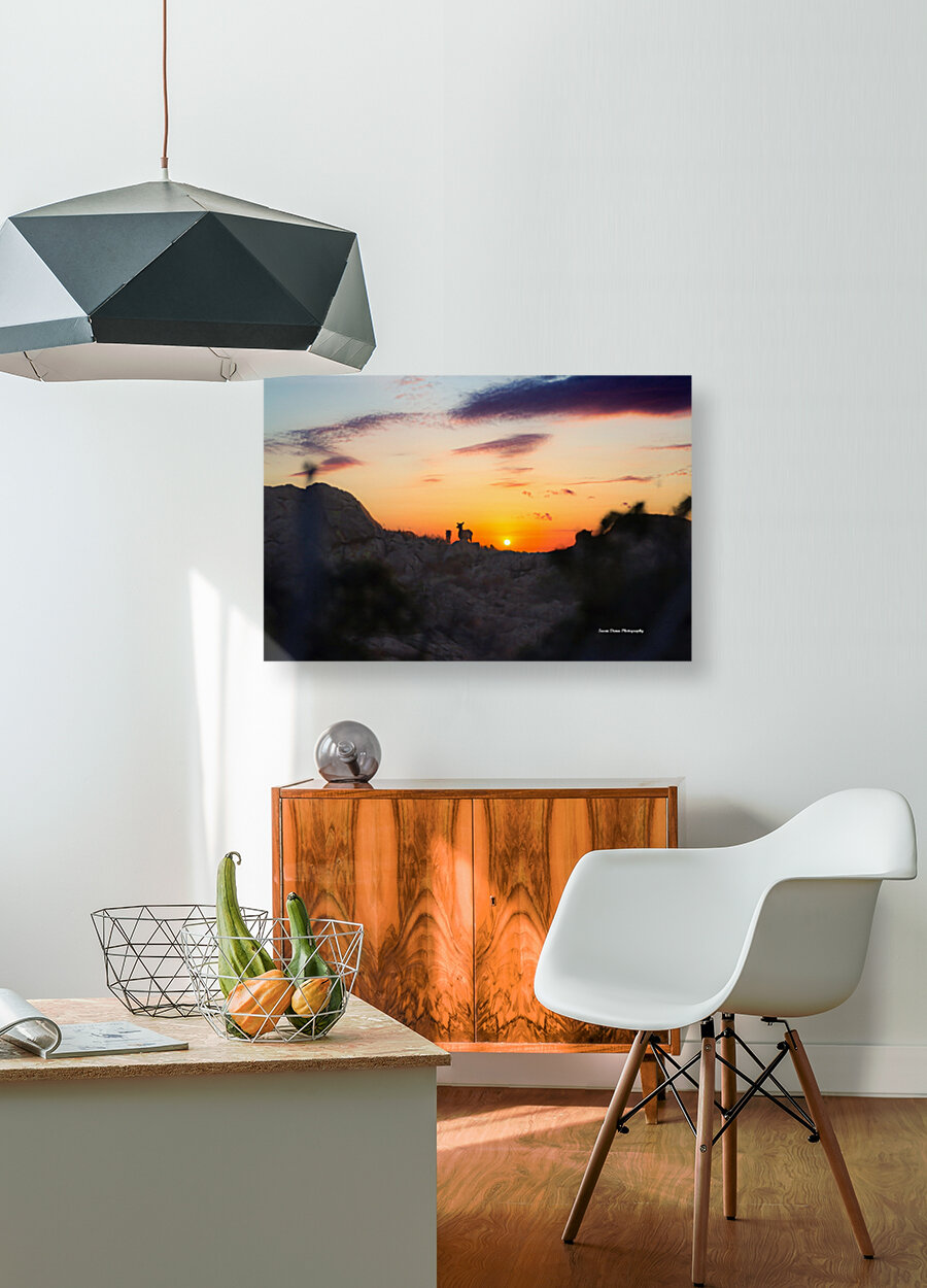 Elk Sunrise Reproduction