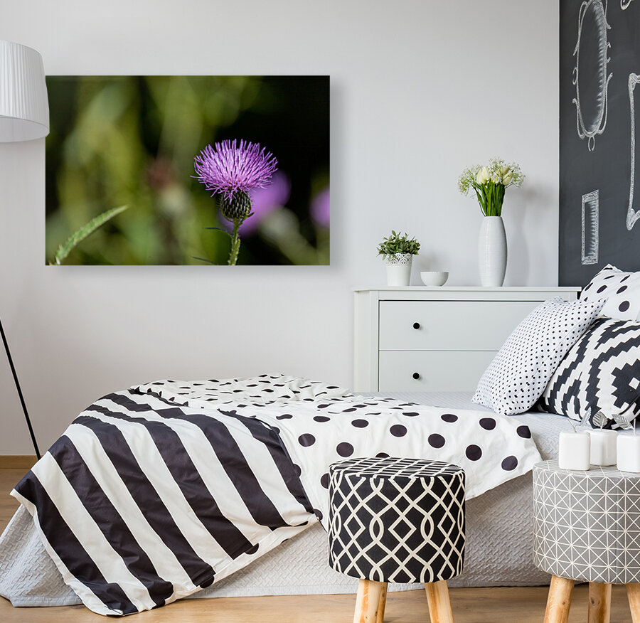 Purple Fluffy Spear Thistle Flower Reproduction