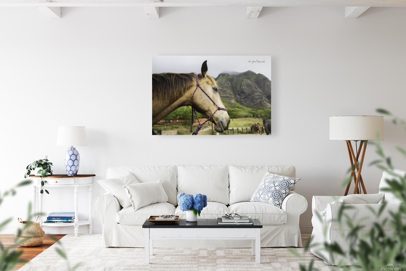 Hawaii Horse Reproduction