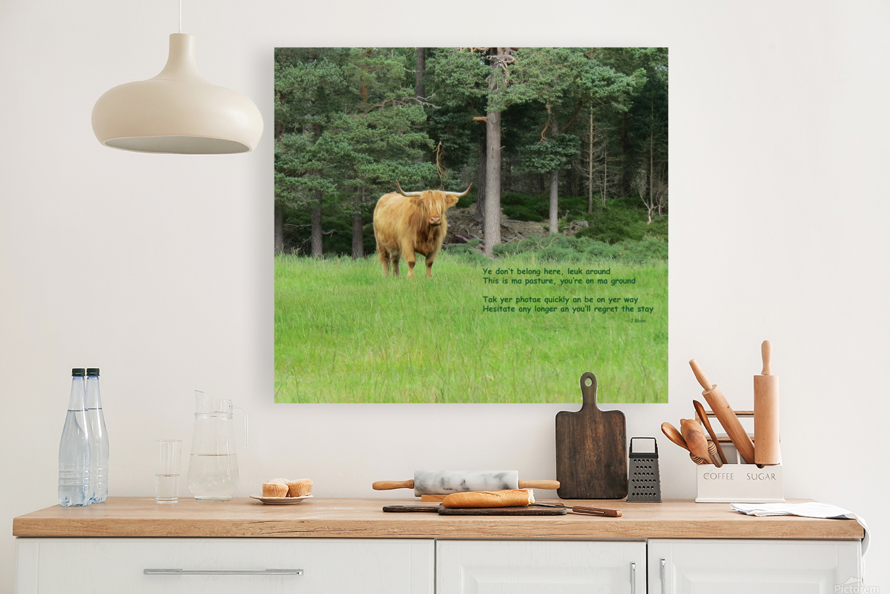 Scottish Bull - landscape Reproduction