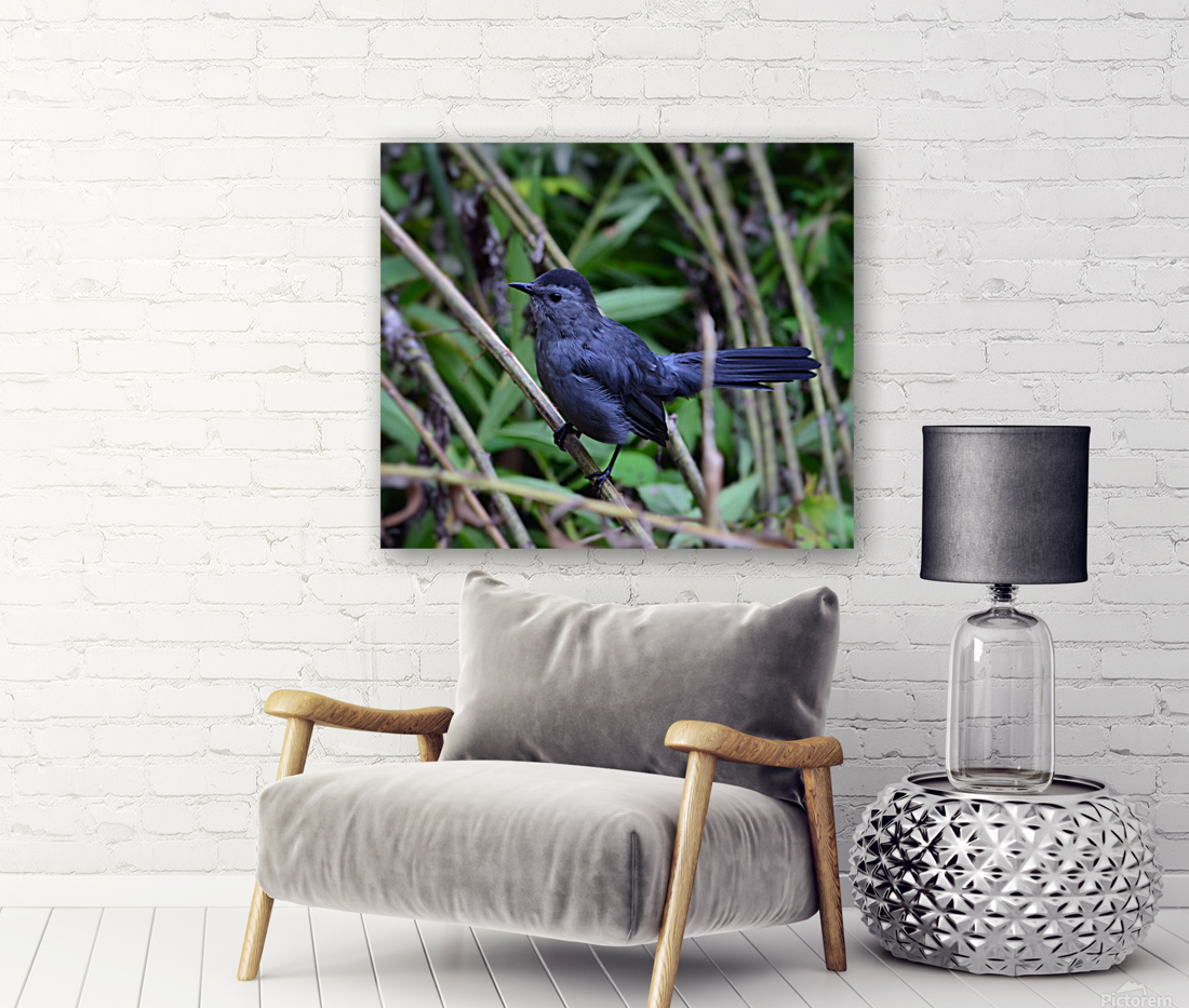 Catbird Reproduction