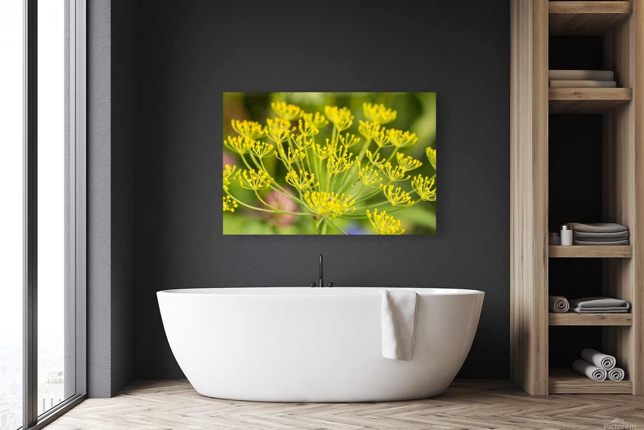 Fennel Flowers  Reproduction