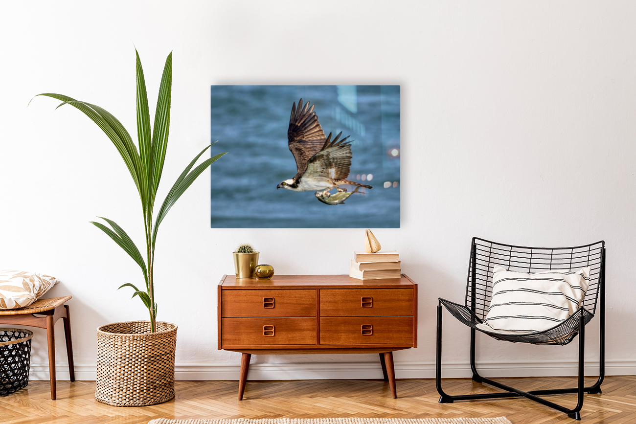 Osprey & Pompano Reproduction