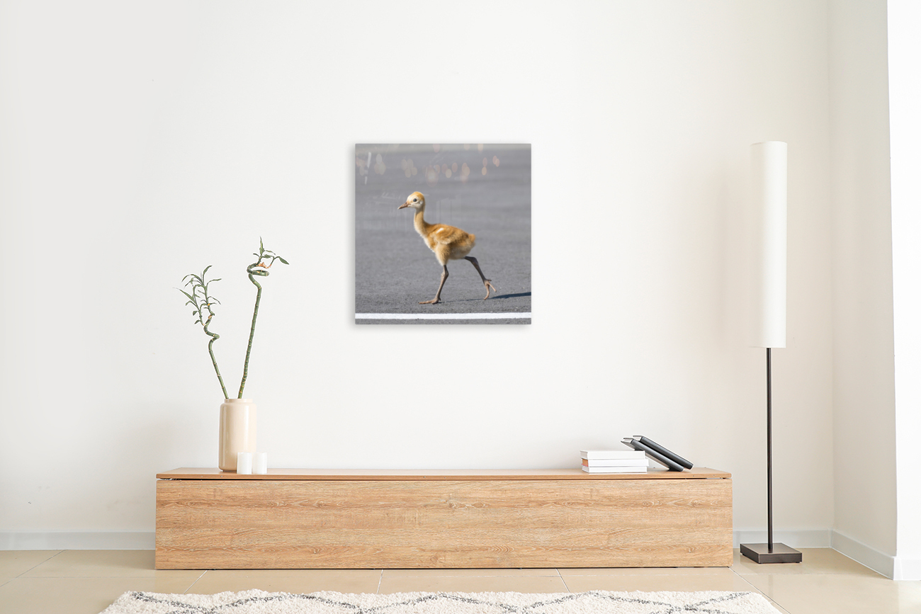 Baby Sandhill Crane Colts Reproduction