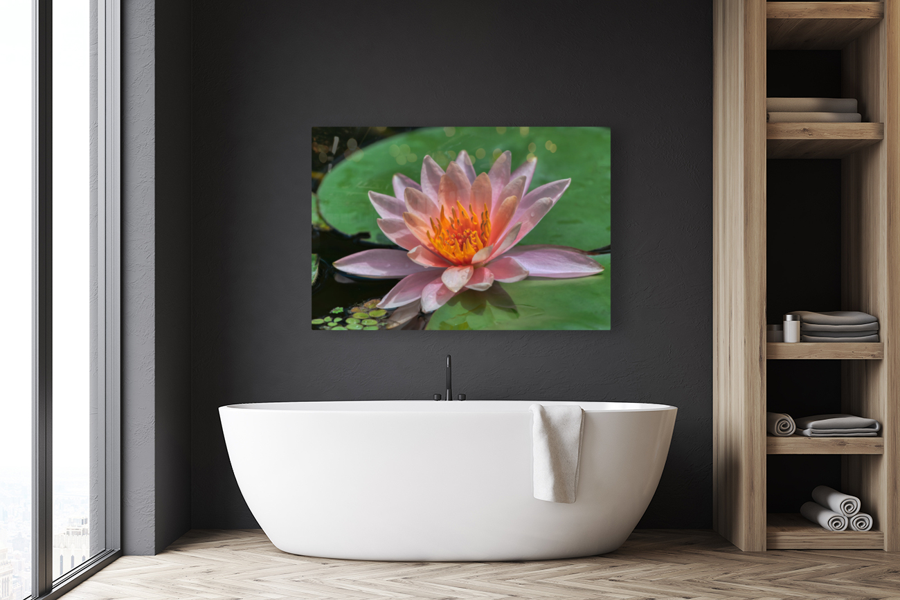   Water Lilies Reproduction