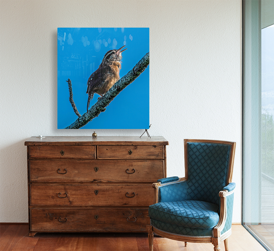  Caroline Wren Singing  Reproduction