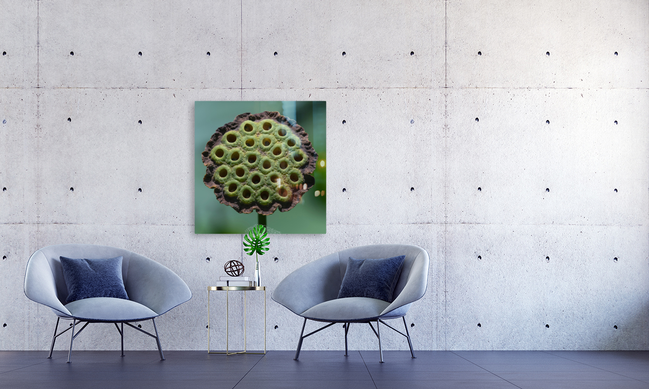 Fabulous Seed Pod of the Lotus Flower Reproduction