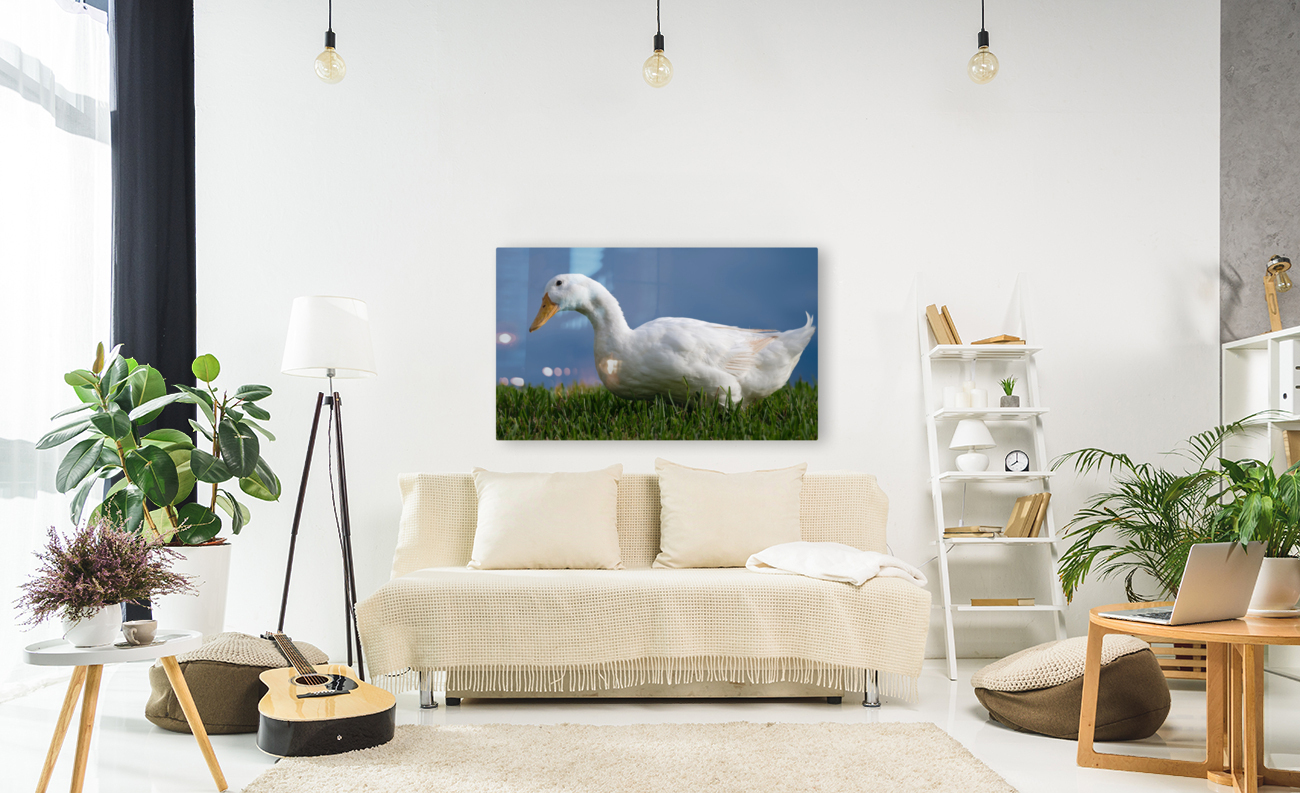 American Pekin Duck Reproduction