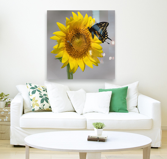 Sunflower & Butterfly Reproduction