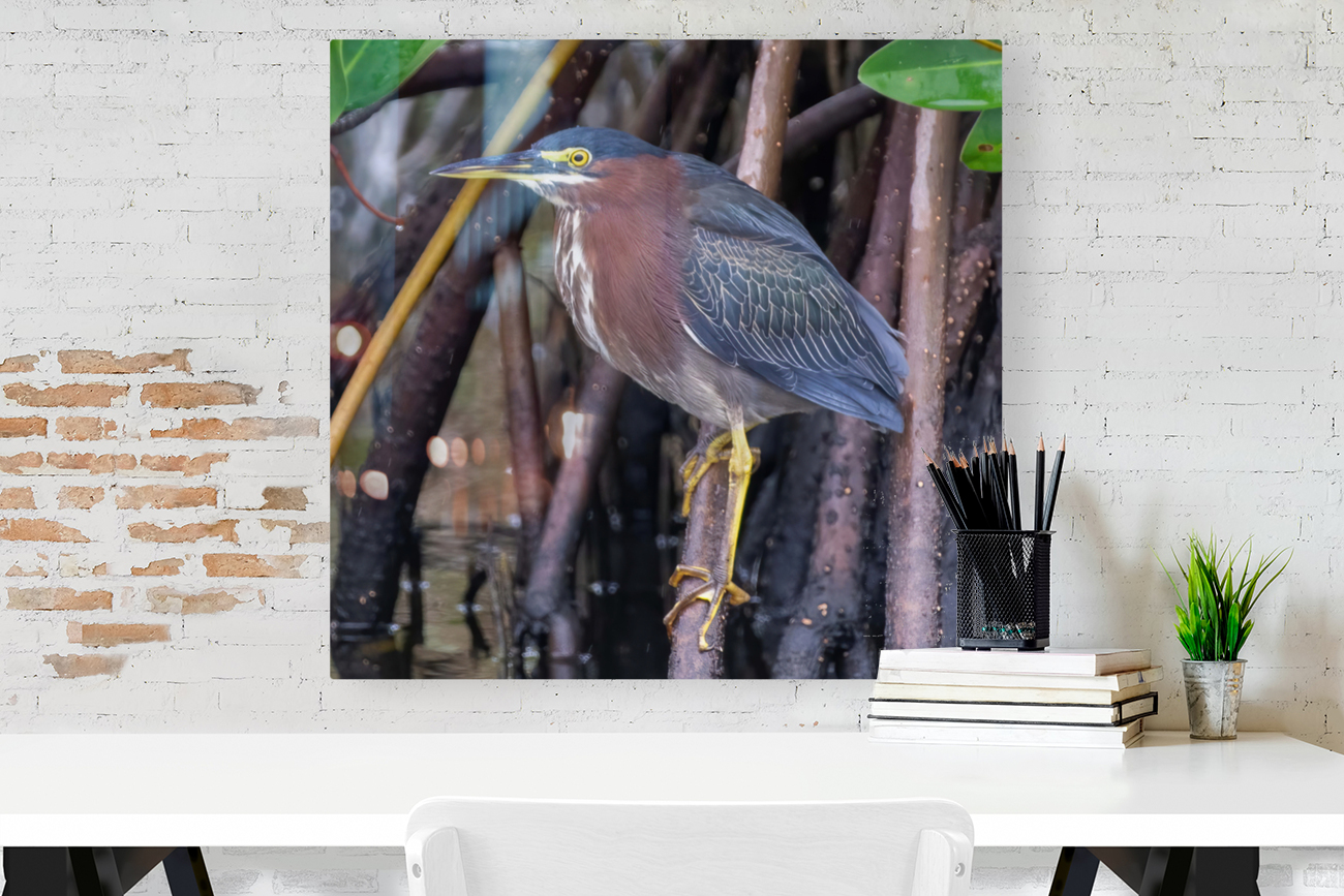Green Heron  Reproduction