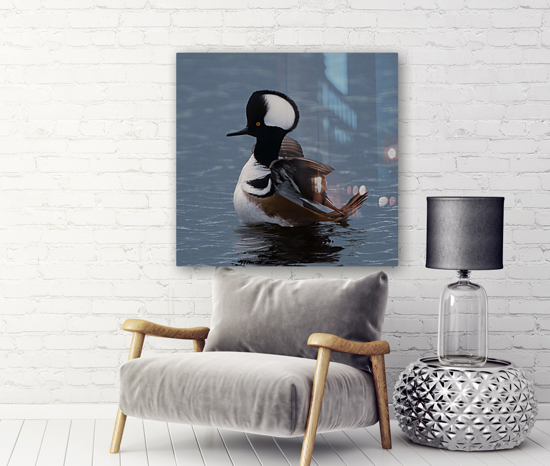 Hooded Merganser  Reproduction