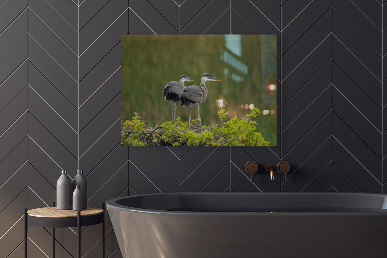 BABY  BLUE HERON VIERA Reproduction