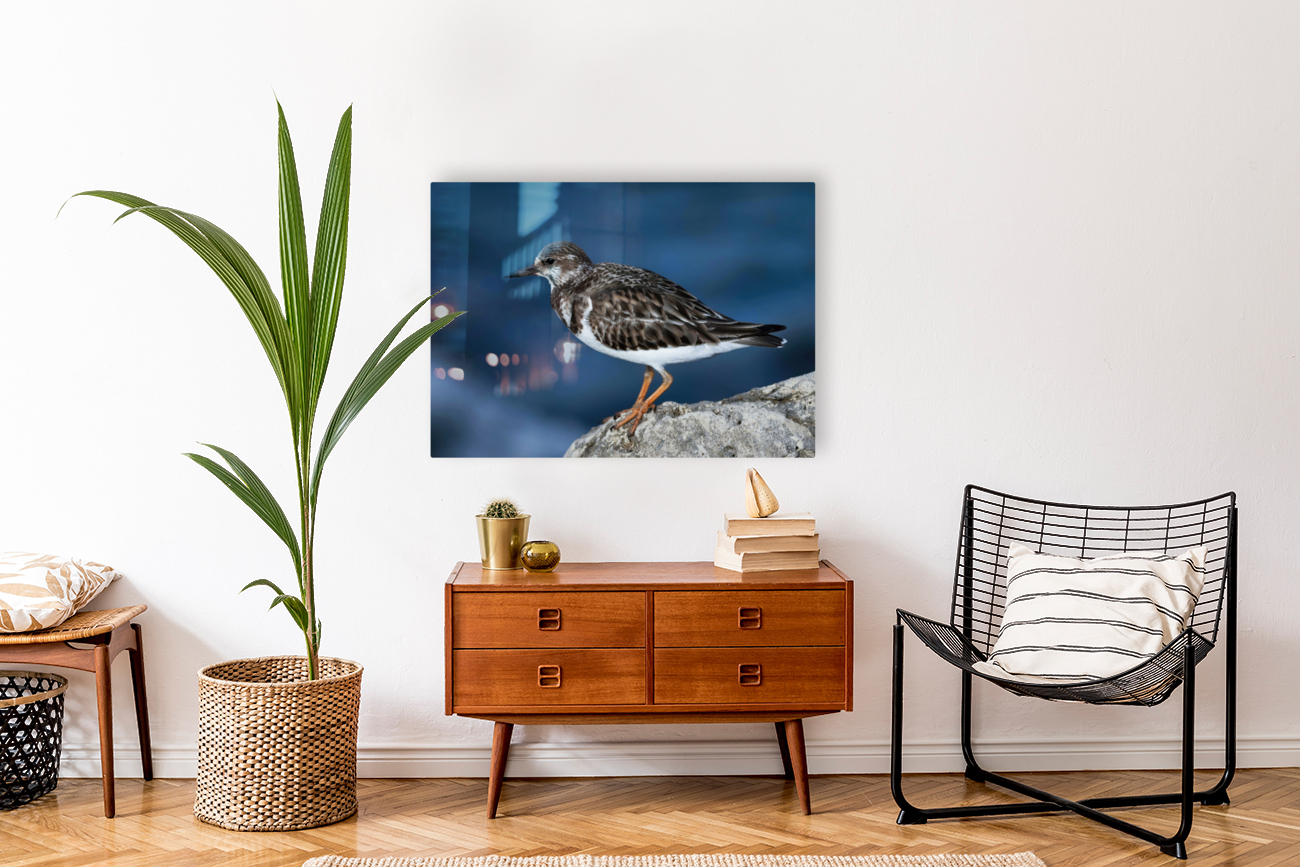 Sanderling Resting  Reproduction