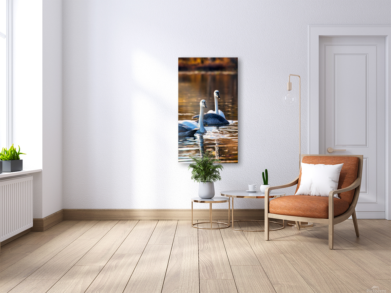 Swan Pair Reproduction