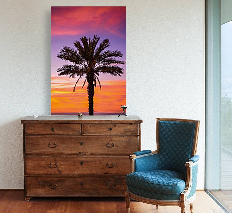 Palm Tree Dreams