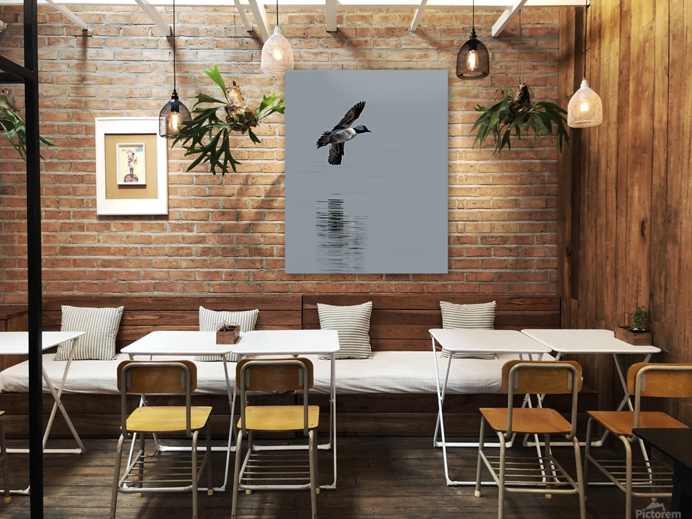 Bufflehead Flyby Reproduction