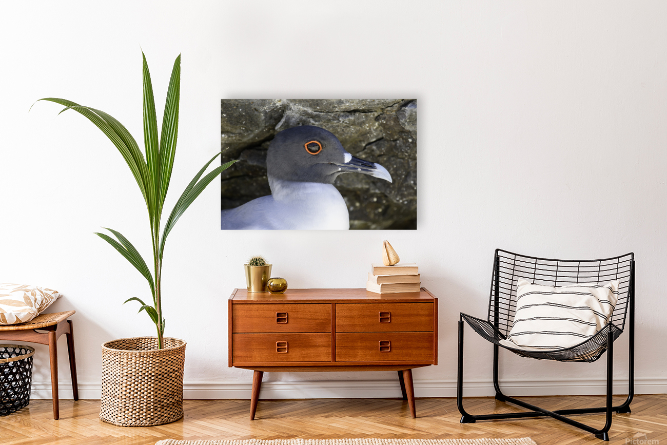 Swallow tailed Gull Reproduction