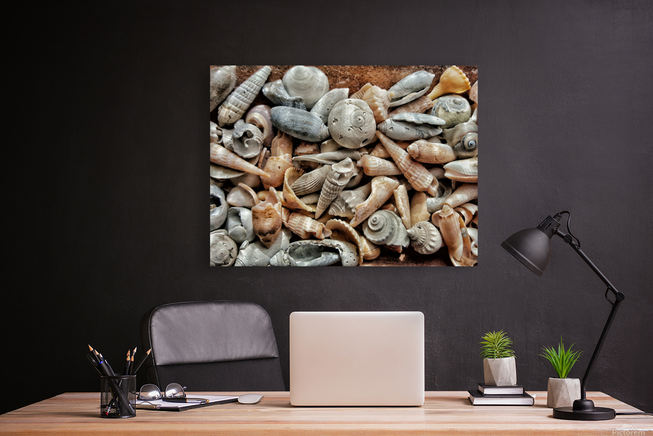 Seashells  Reproduction