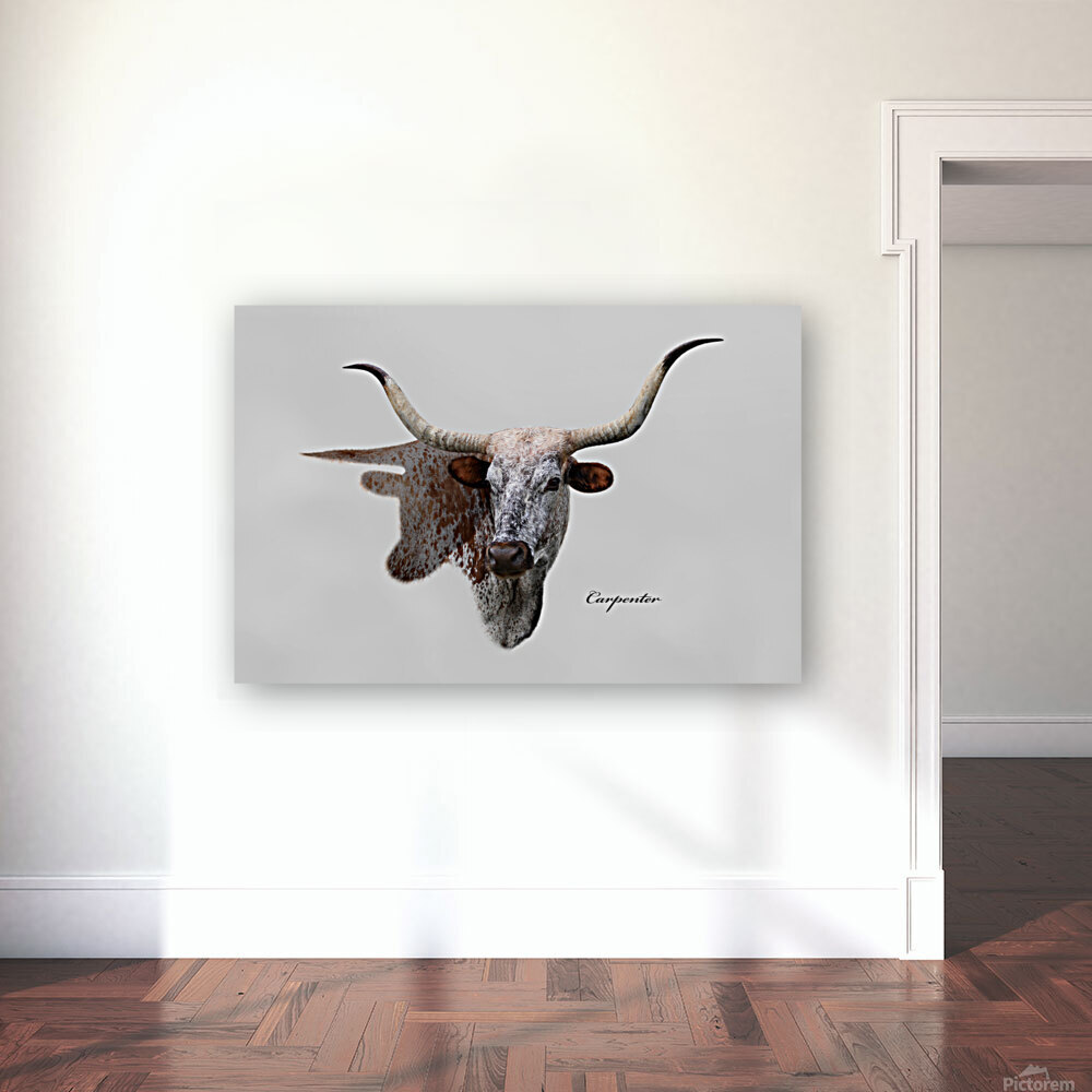 Longhorn Cow With Shadow Reproduction