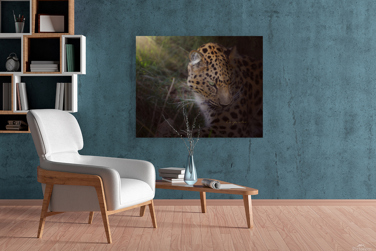 Leopard In Sun Beams - Close Up Reproduction