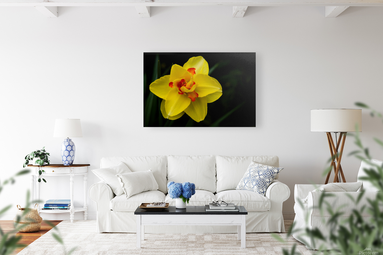 Narcisuss II Reproduction