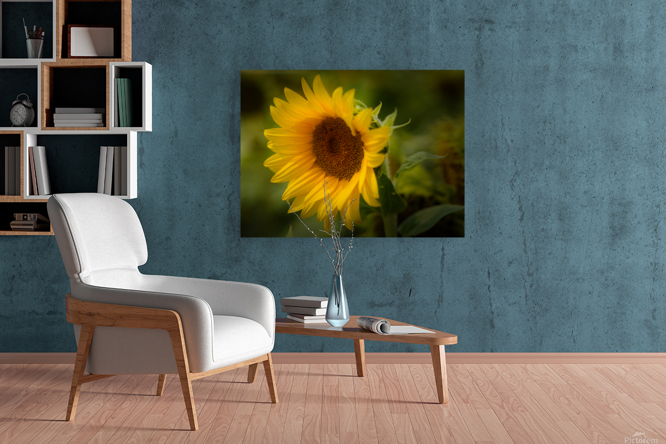 Sunflower Reproduction