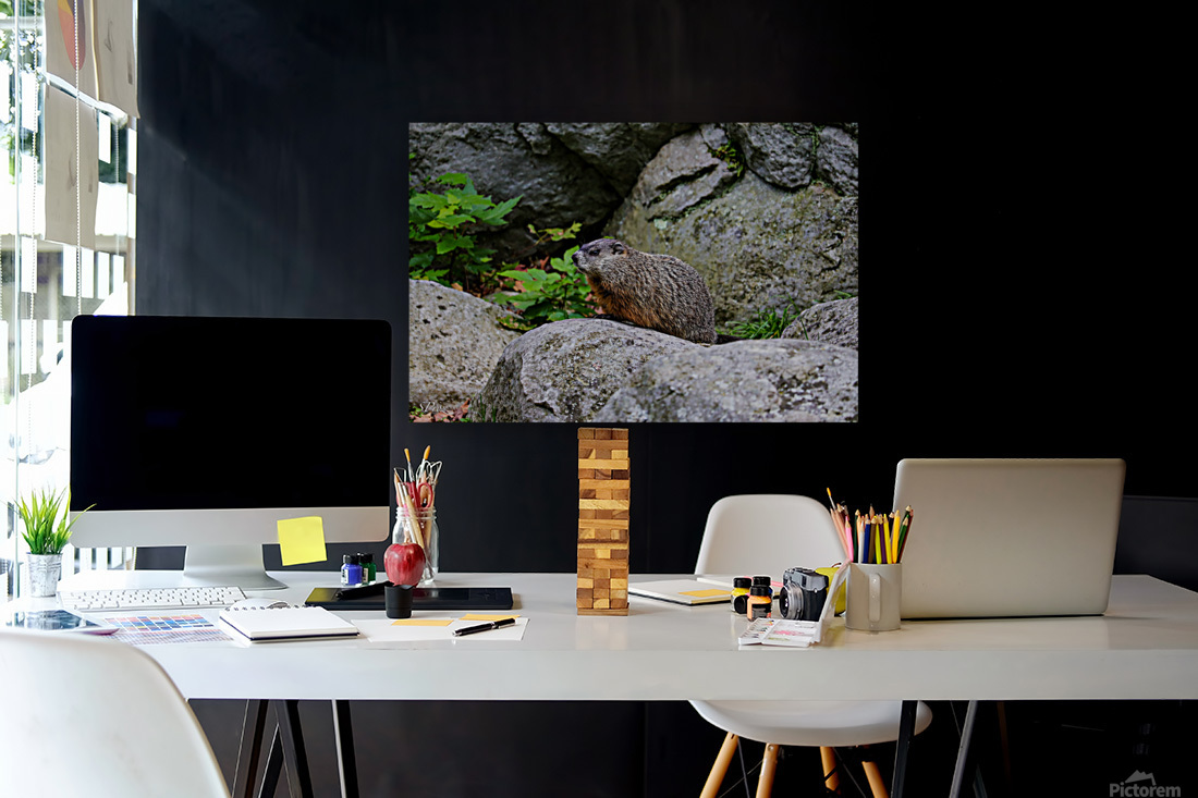 Groundhog Reproduction