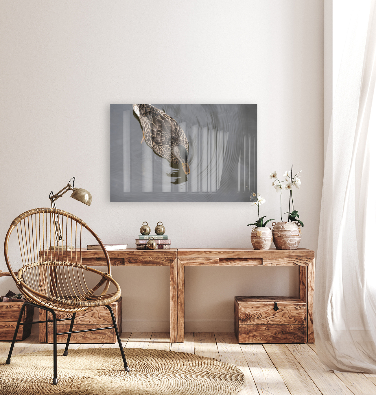 Canard du Quebec qui joue dans le lac de Lambton. Reproduction