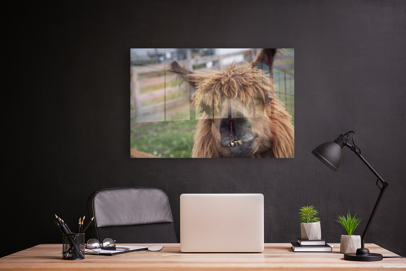 Coucou mon amie    Reproduction