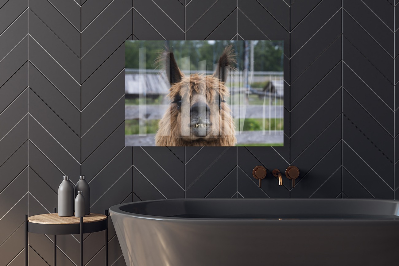 Alpaga pas content Reproduction