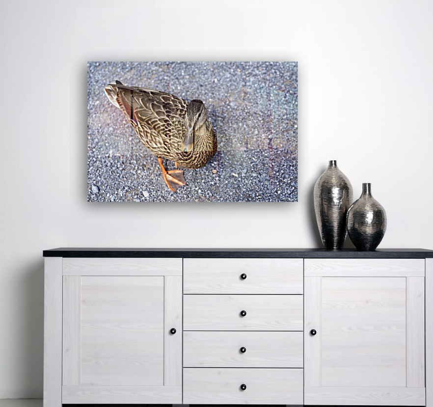 Canard au soleil   Reproduction