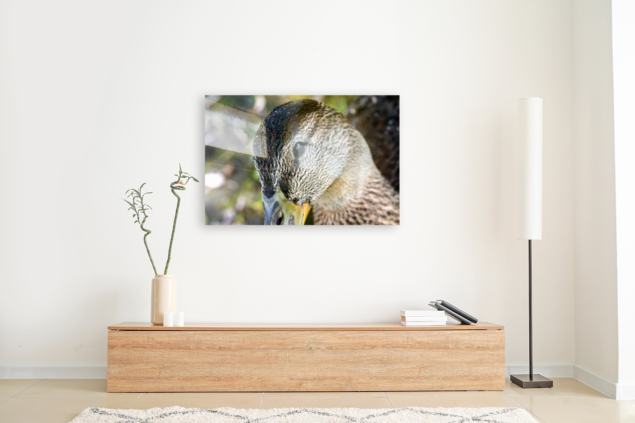 Le regard du canard  Reproduction