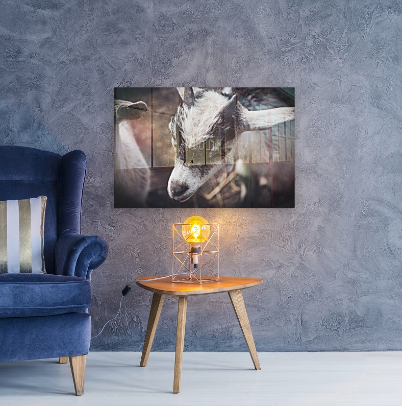 Nouveau bebe chevreau Reproduction