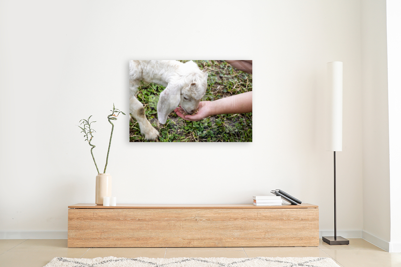 Chevre a la ferme Reproduction