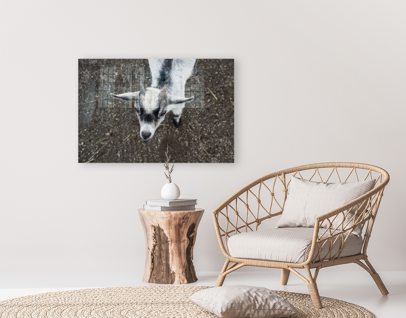 Bebe chevre Reproduction