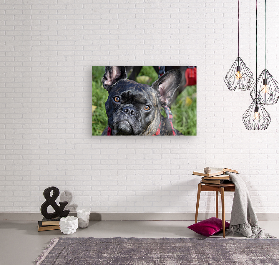 Bulldog en promenade Reproduction