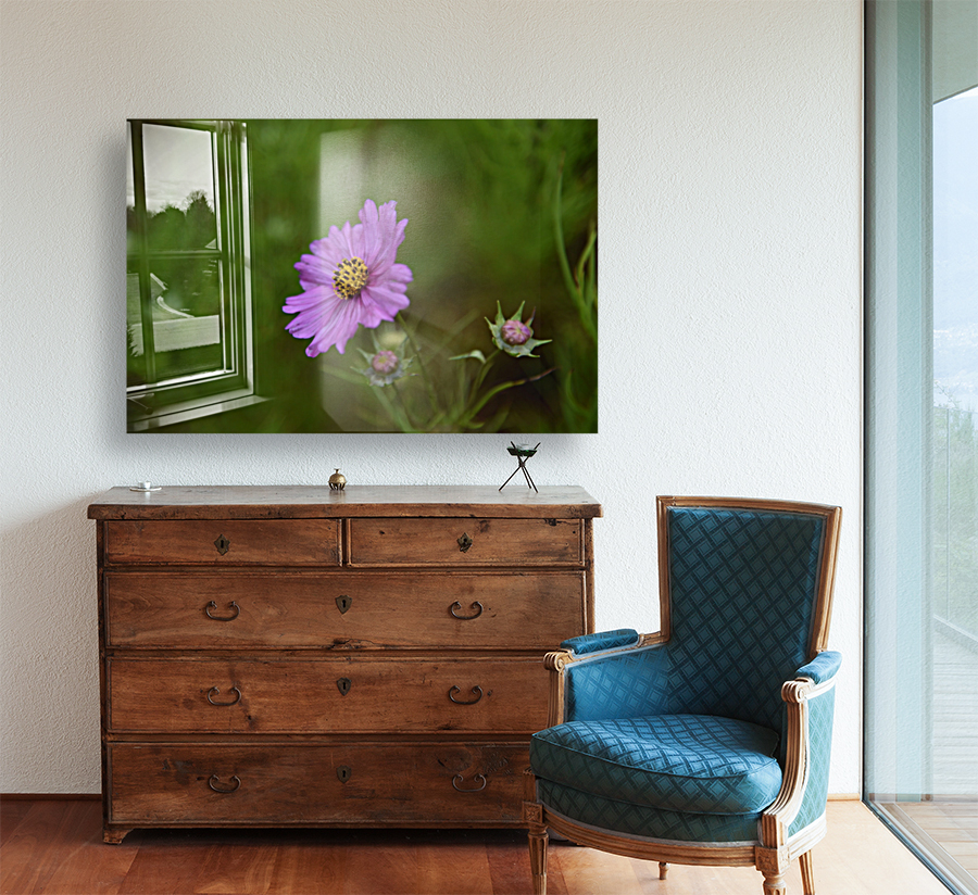 Fleurs cosmos Reproduction