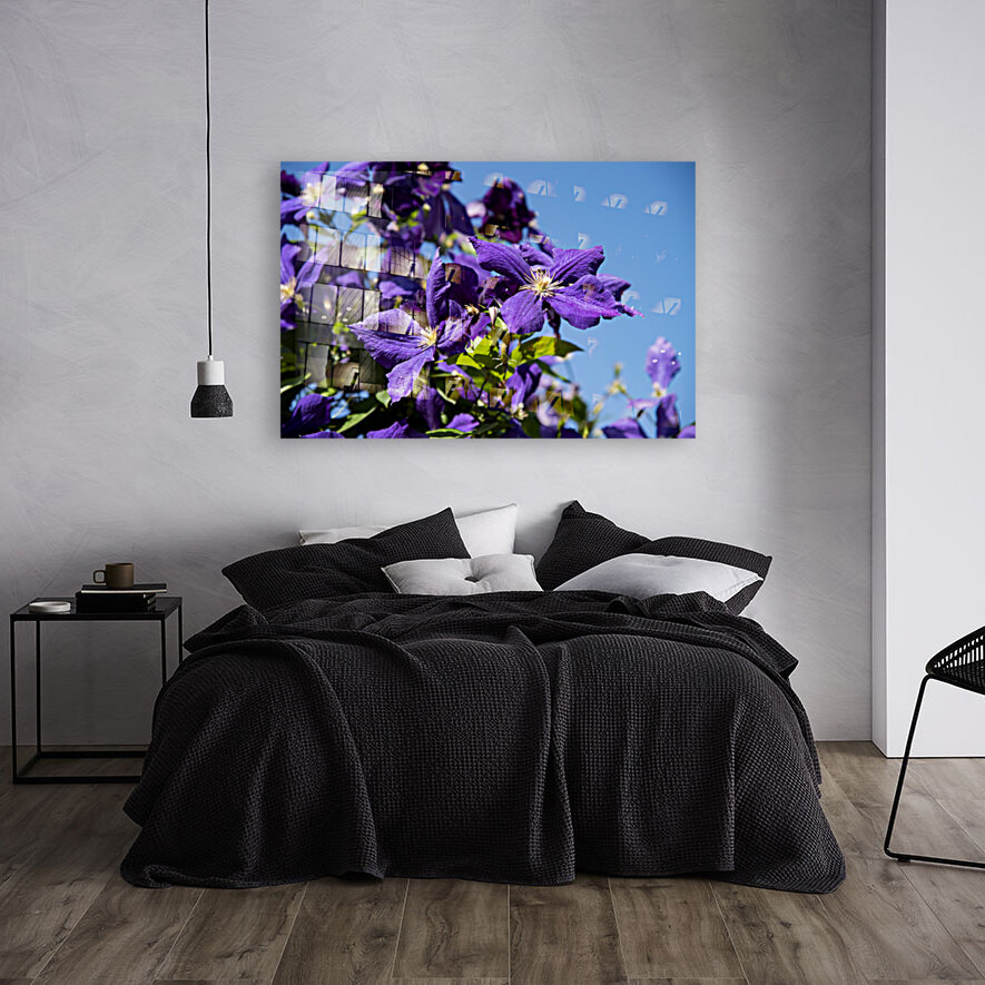 Plante mauve clematis Reproduction