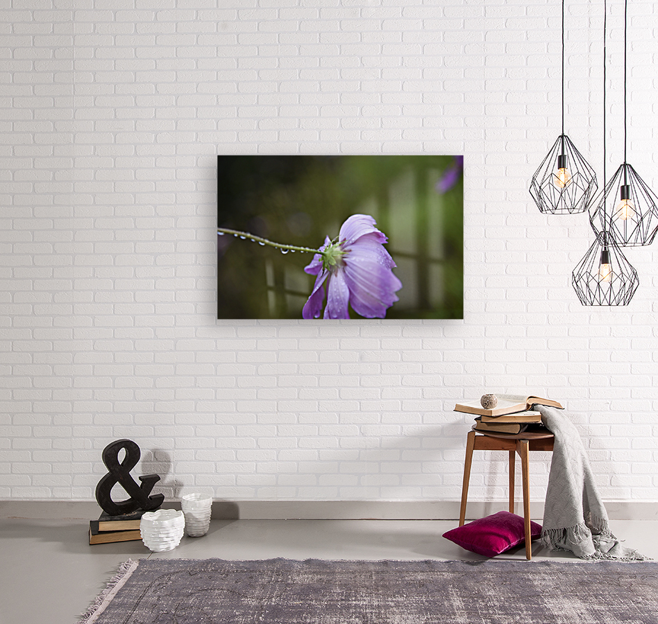 Macros sous la pluie Reproduction