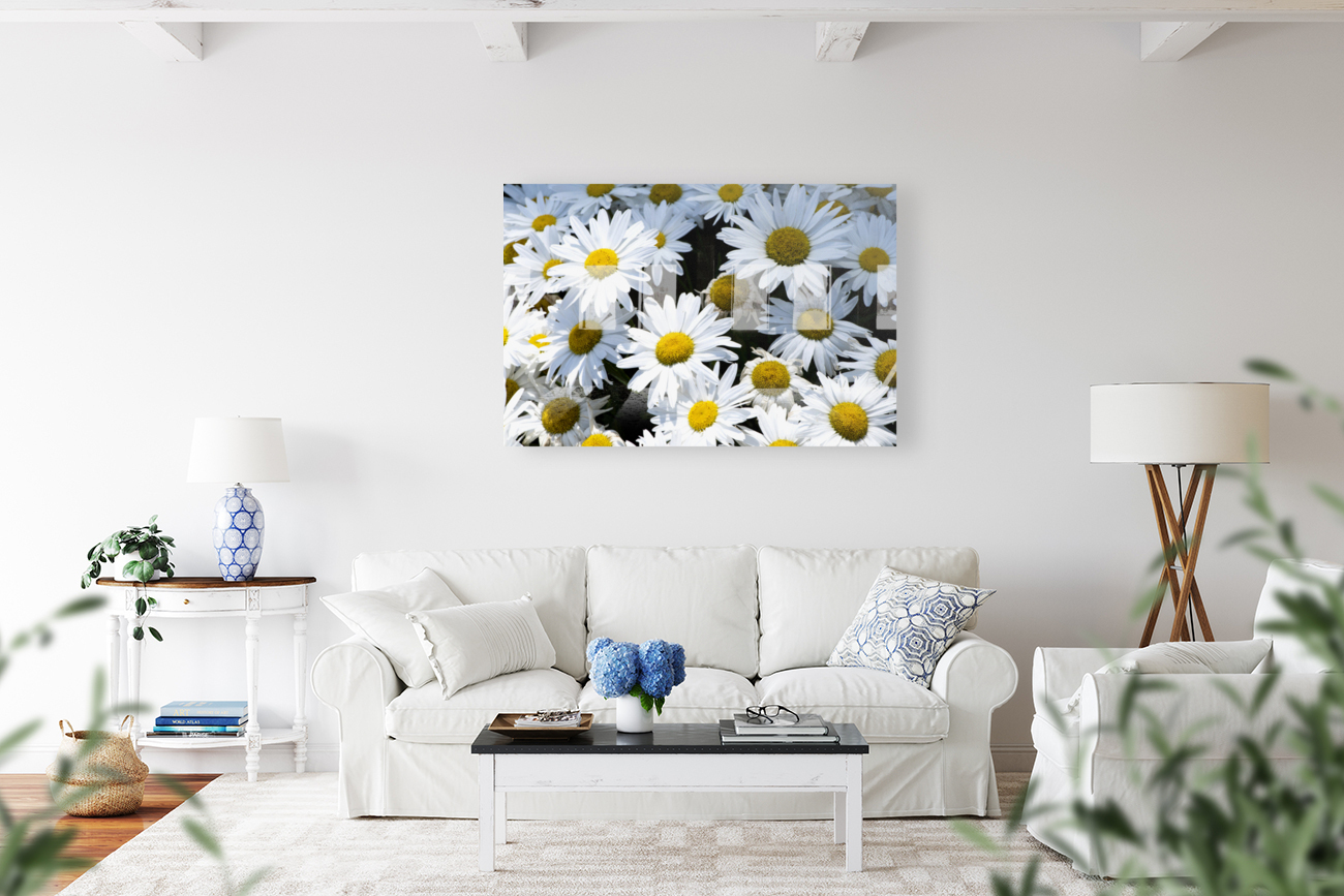 Harmonie naturelle : Decouvrez la delicatesse dun tapis de marguerites blanches en macro Reproduction