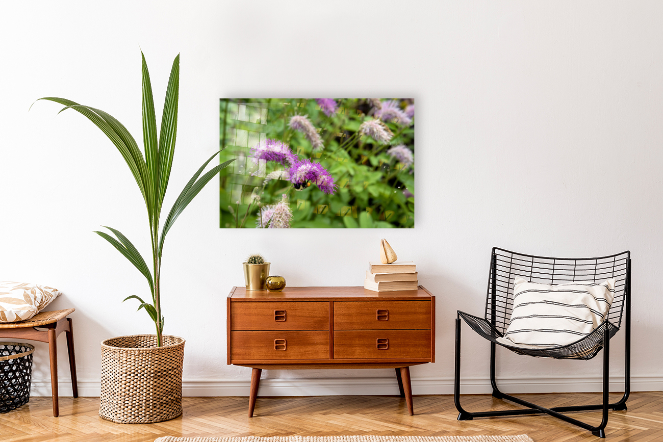 Immersion sauvage : Un champ de Sanguisorba obtusa une mer de beaute naturelle Reproduction