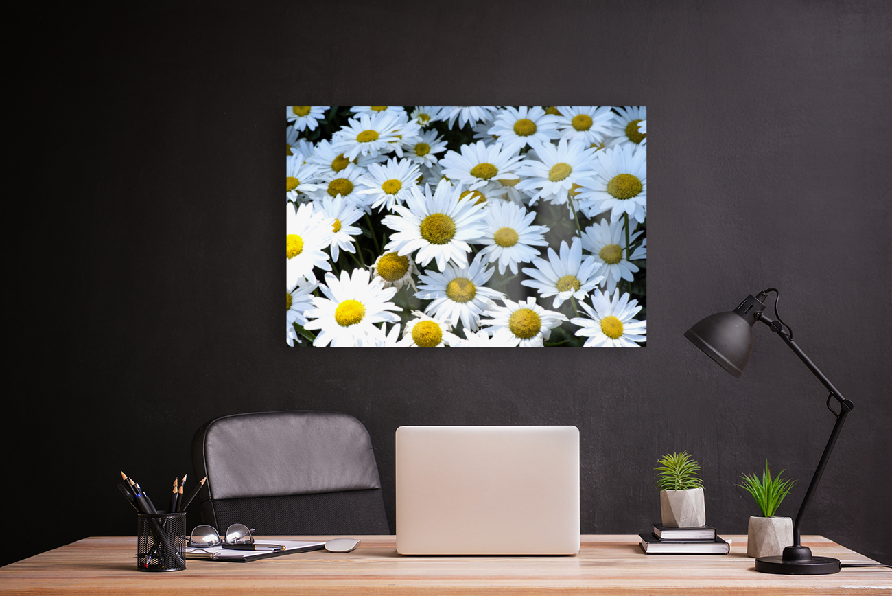 Purete florale : Leclat dun tapis de marguerites blanche Reproduction