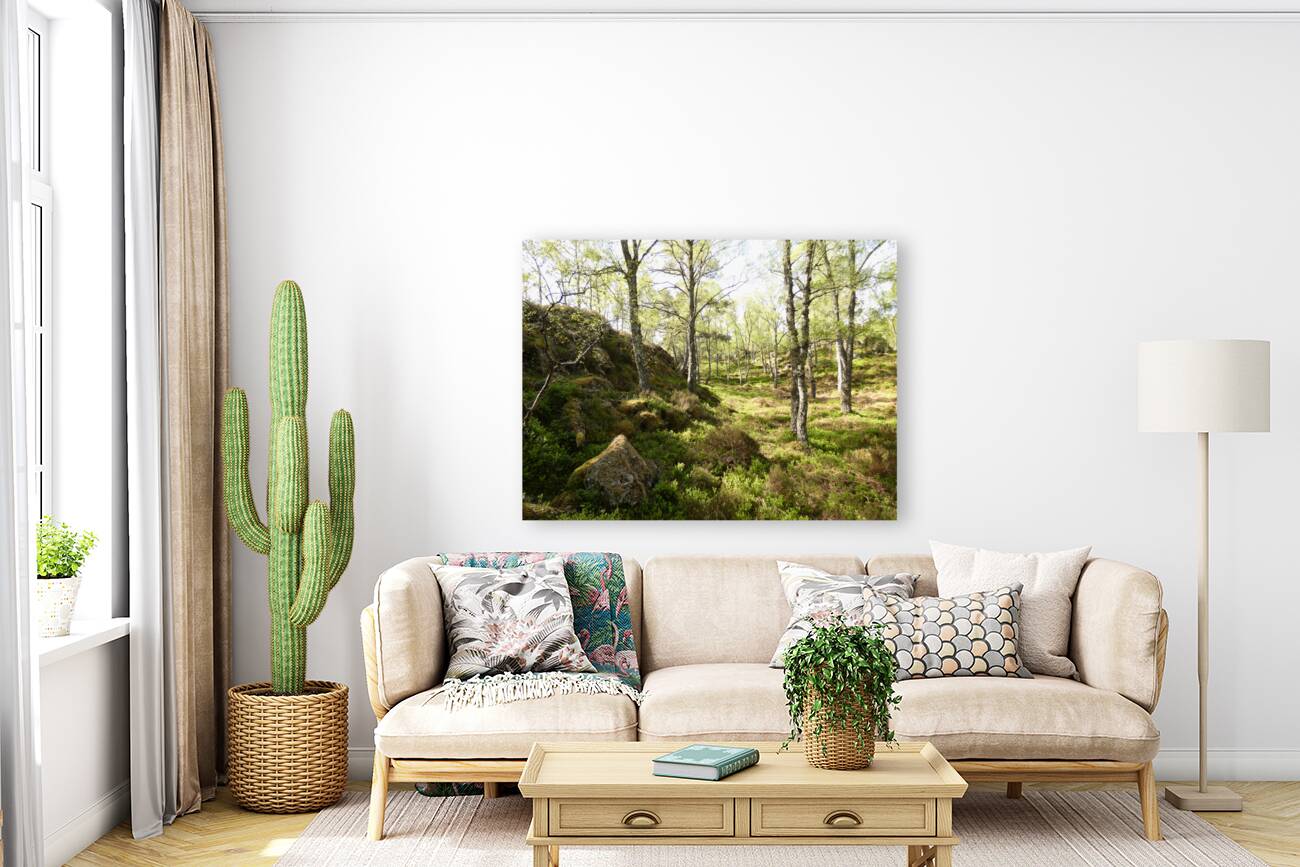 Spring May Morning in a Scottish Highlands Birch Forest Reproduction