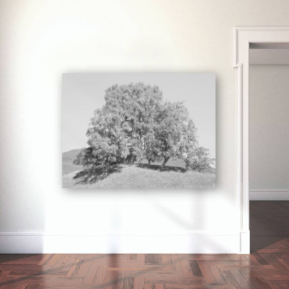 We Three Trees of the Scottish Highlands in High Glossy Monochrome Reproduction