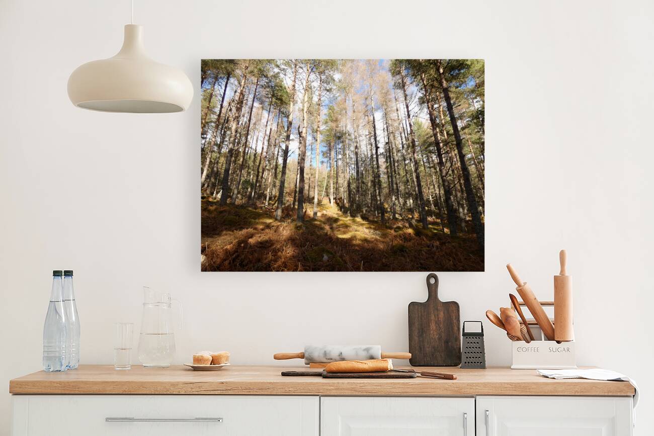 Scottish Highlands Winter Pine Forest  Sun and Shadows Reproduction
