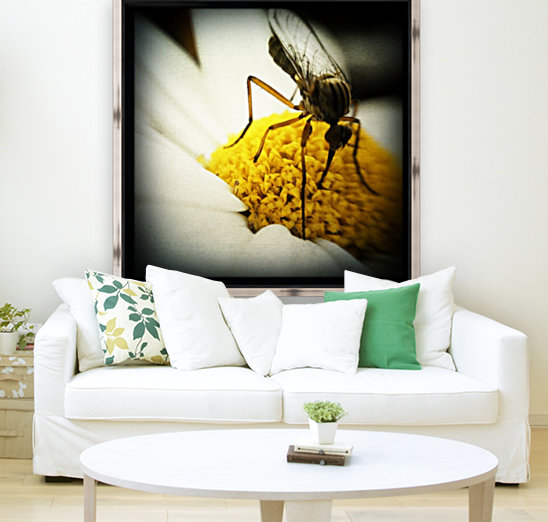 Vegetarian Mosquito Reproduction