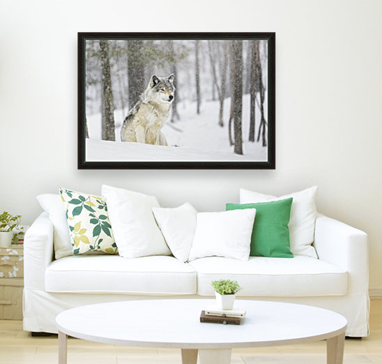 A Wolf Sitting In A Snowfall In A Forest Pacificstock Canvas Artwork