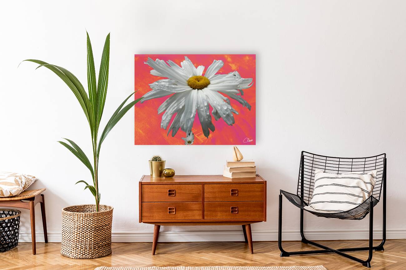  Daisy Flower Close Up on Vibrant Reproduction