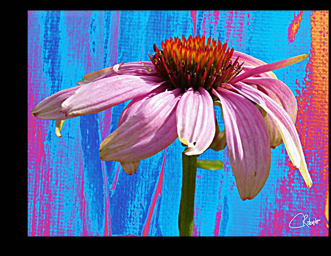 Echinacea Flower Close up on Heatwave Abstract Reproduction